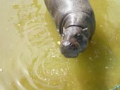 Pygmy Hippo